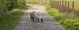 ewe & Lambs.gif